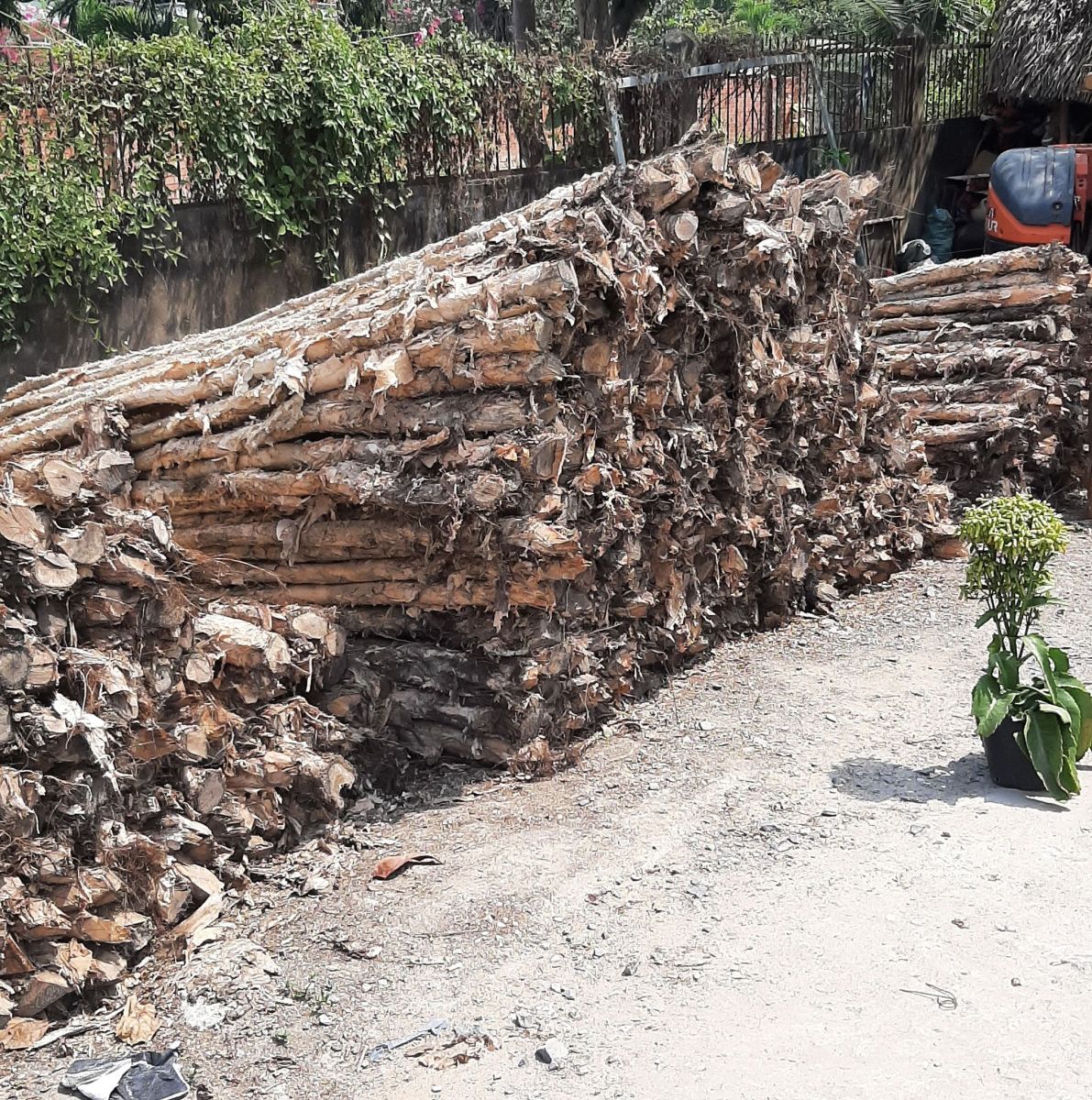 cừ tràm long an