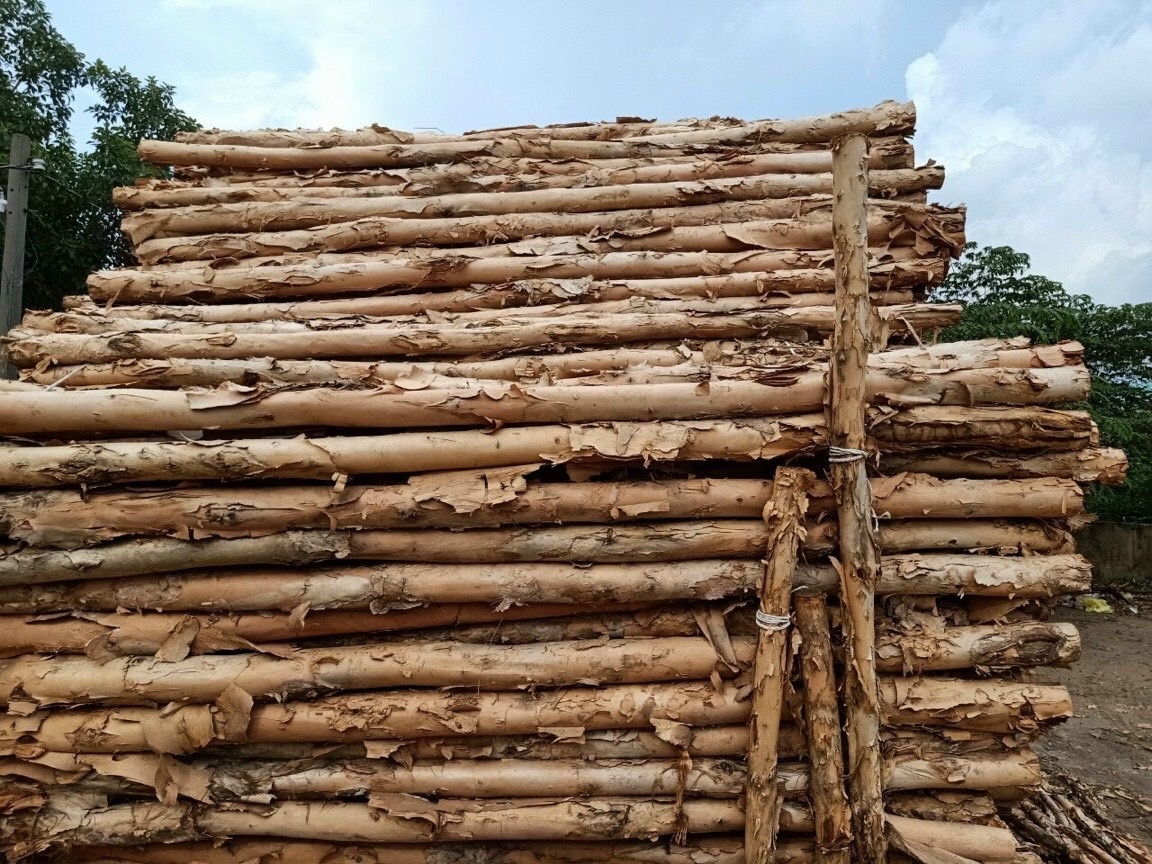 Cừ Bạch Đàn