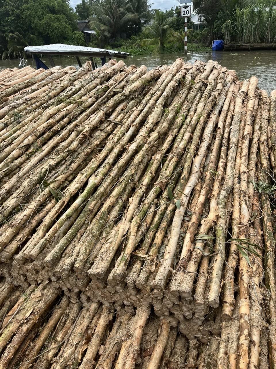 Cừ tràm Thiên Phúc Lâm