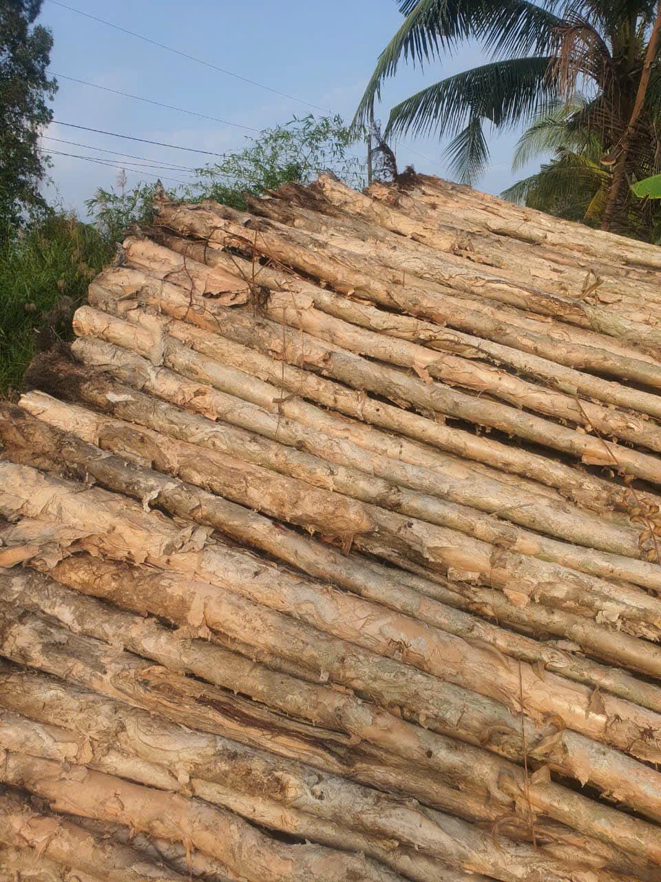 Cừ tràm Thiên Phúc Lâm