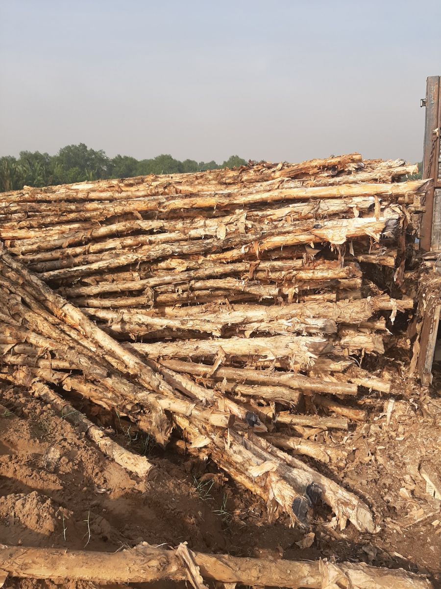 cừ tràm long an