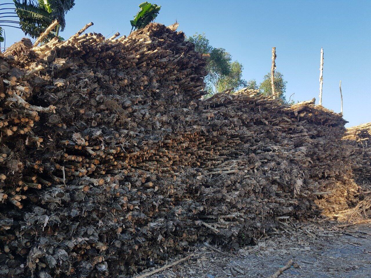 cừ tràm giá rẻ long an