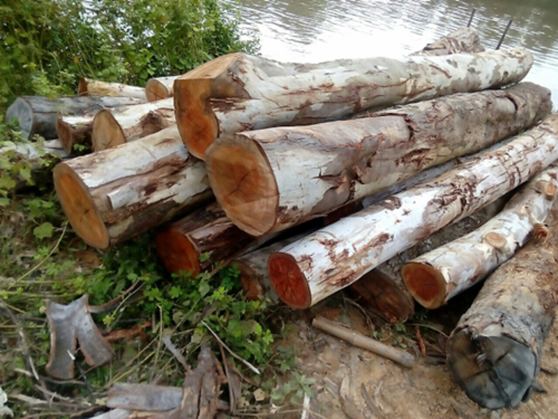 Cừ Bạch Đàn