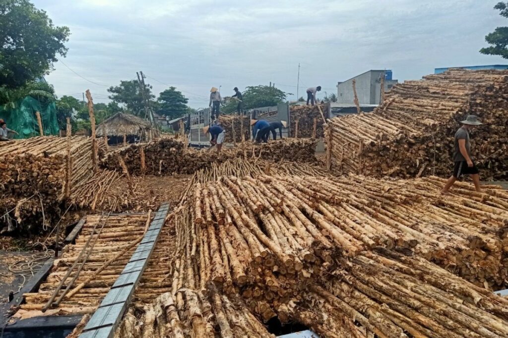 cừ tràm long an