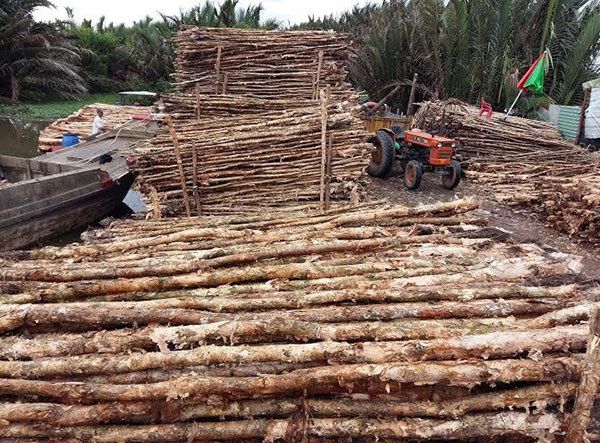 cừ tràm long an