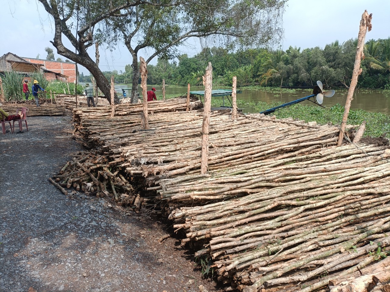 cừ tràm giá rẻ long an