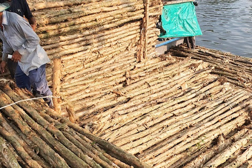 Đặc Điểm Của Cừ Bạch Đàn