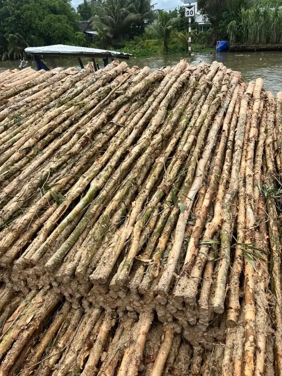 Cừ tràm Thiên Phúc Lâm - vựa cừ lớn tại Miền Nam