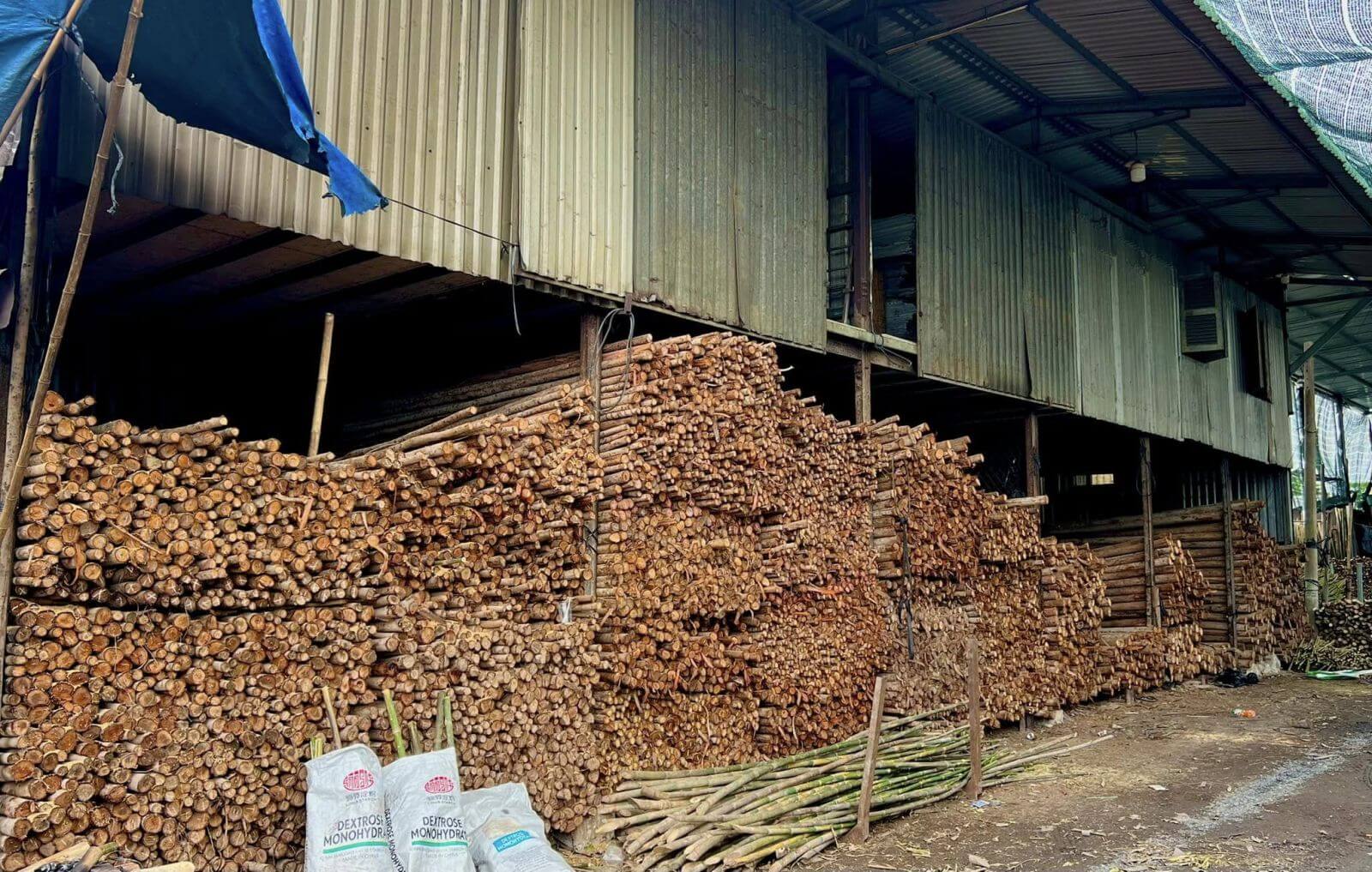 Xưởng cung cấp cừ tràm giá rẻ tại miền Nam