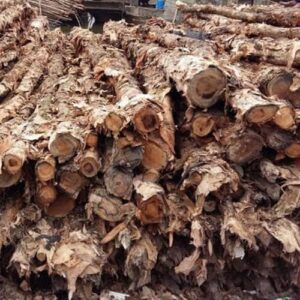 Vựa cừ tràm Long An cung cấp hàng nghìn tấn cừ mỗi năm