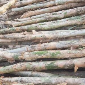 Cừ Tràm 3M Gốc 6-8CM