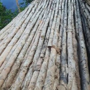 Cừ Tràm Gốc 7-9CM