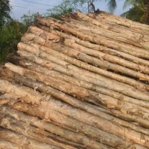 Cừ Tràm Dài 6M