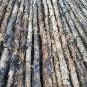 Cừ Tràm Gốc 10-14CM