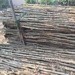 Cừ Tràm 3M