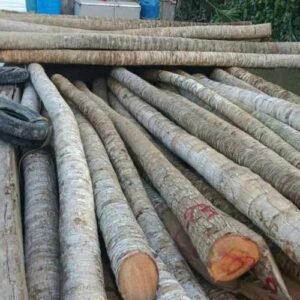 Cừ Dừa 5M
