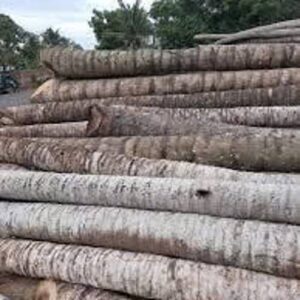 Cừ Dừa 7M Gốc 25-30CM