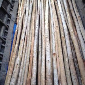 Cừ Bạch Đàn Gốc 8-10CM