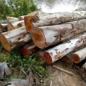 Cừ Bạch Đàn Gốc 5-6CM