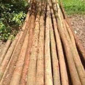 Cừ Bạch Đàn Dài 7M