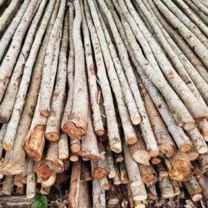 Cừ Bạch Đàn Dài 6M