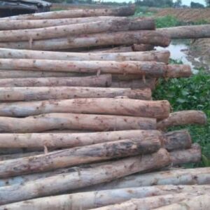 Cừ Bạch Đàn Dài 4M