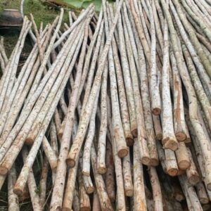 Cừ bạch đàn giá rẻ