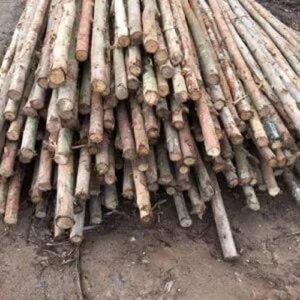 Cừ Bạch Đàn Gốc 12-14CM